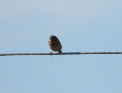 Red-throated Pipit