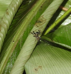 Kalcerrytus