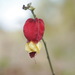 Trailing Abutilon - Photo (c) Shang-Kwei Wang, some rights reserved (CC BY-NC), uploaded by Shang-Kwei Wang