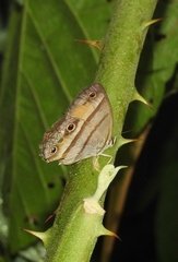 Cissia