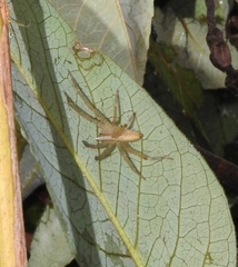 Neoctenus