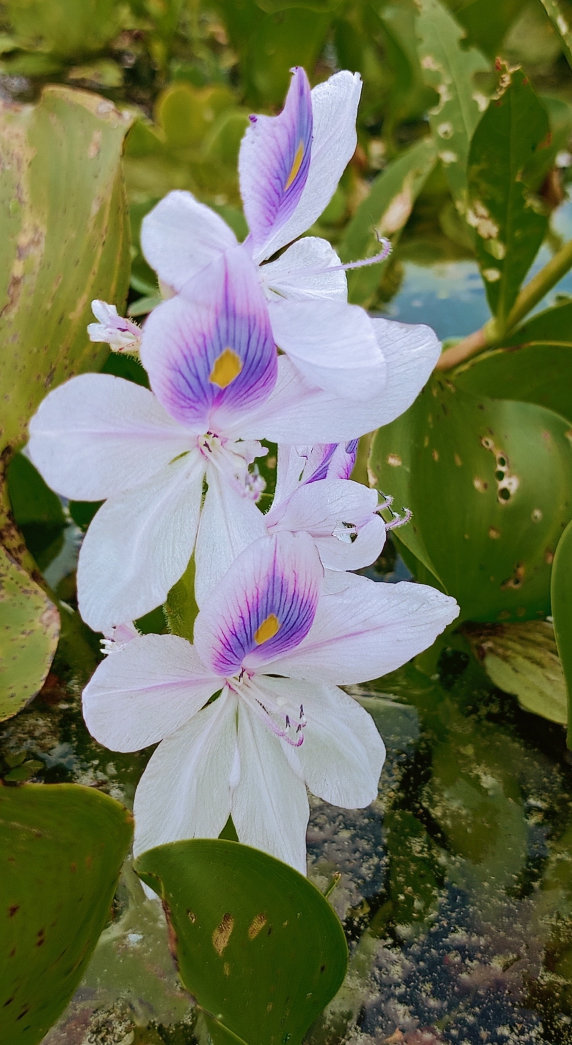 Pontederia crassipes
