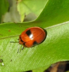 Chelymorpha praetextata