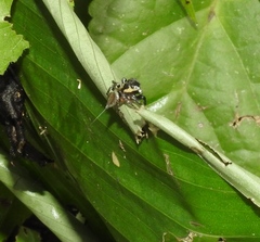 Kalcerrytus