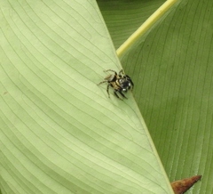 Kalcerrytus