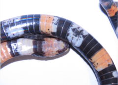 Atractus elaps
