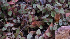 Crassula pellucida marginalis