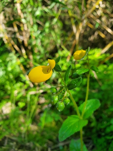 Calceolaria corymbosa (Calceolaria corymbosa)