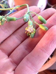 Baculellum articulatum