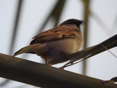 Passer domesticus