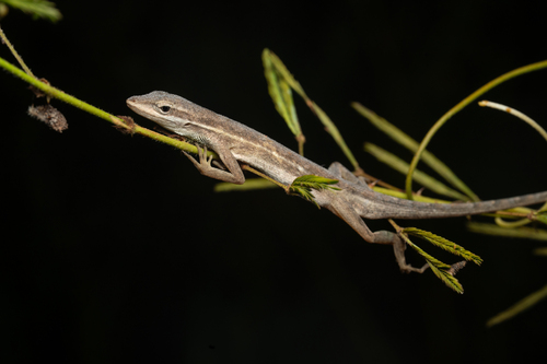 Grass Anole