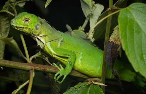 Green Iguana