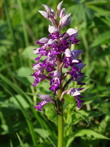 Military Orchid