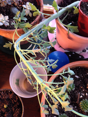 Baculellum articulatum