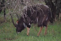 Tragelaphus angasii
