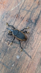 Homalinotus deplanatus