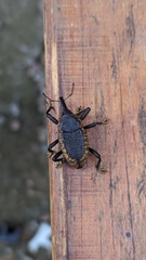 Homalinotus deplanatus