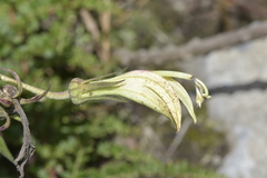 Siphocampylus giganteus