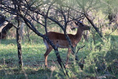 Aepyceros melampus melampus