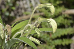 Siphocampylus giganteus