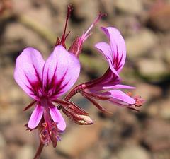 Pelargonium multicaule multicaule