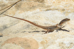Pedioplanis burchelli