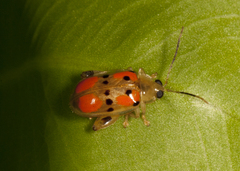 Walterianella championi