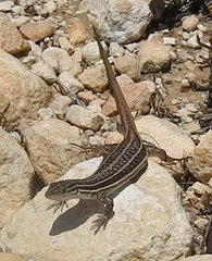 Pedioplanis burchelli