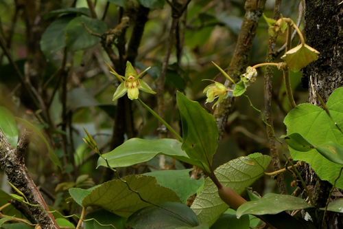 Coelogyne radicosa Ridl.
