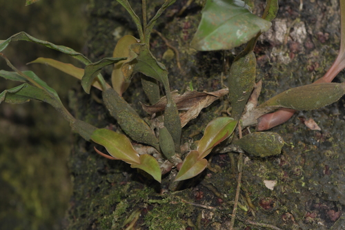 Coelogyne radicosa Ridl. 4