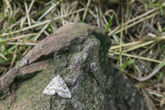 Eufidonia discospilata