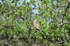 Crithagra atrogularis