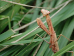 Statilia maculata maculata