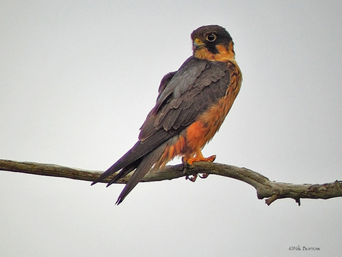 African Hobby