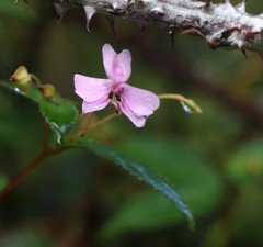 Impatiens leptopoda