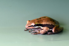 Litoria adelaidensis