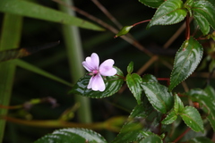 Impatiens leptopoda