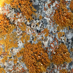 Polycauliona coralloides