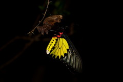 Troides aeacus formosanus