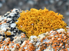 Polycauliona coralloides