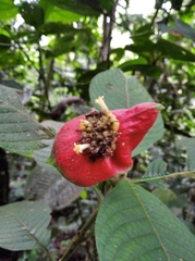 Palicourea tomentosa