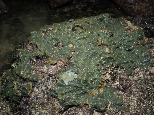 Pseudoceratina purpurea observed 2025-10-11