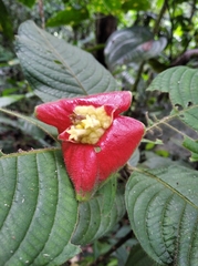 Palicourea tomentosa