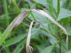 Pseudomops neglectus