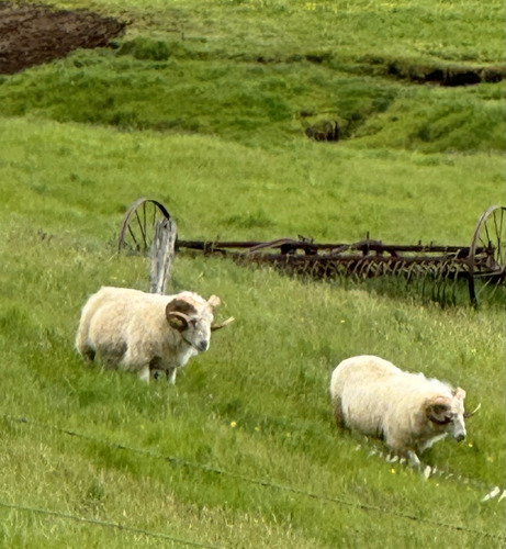 Ovis aries