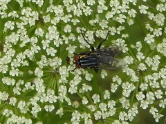 Oxysarcodexia culmiforceps