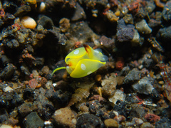 Image of Siphopteron flavolineatum