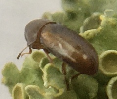 Orthocis alni