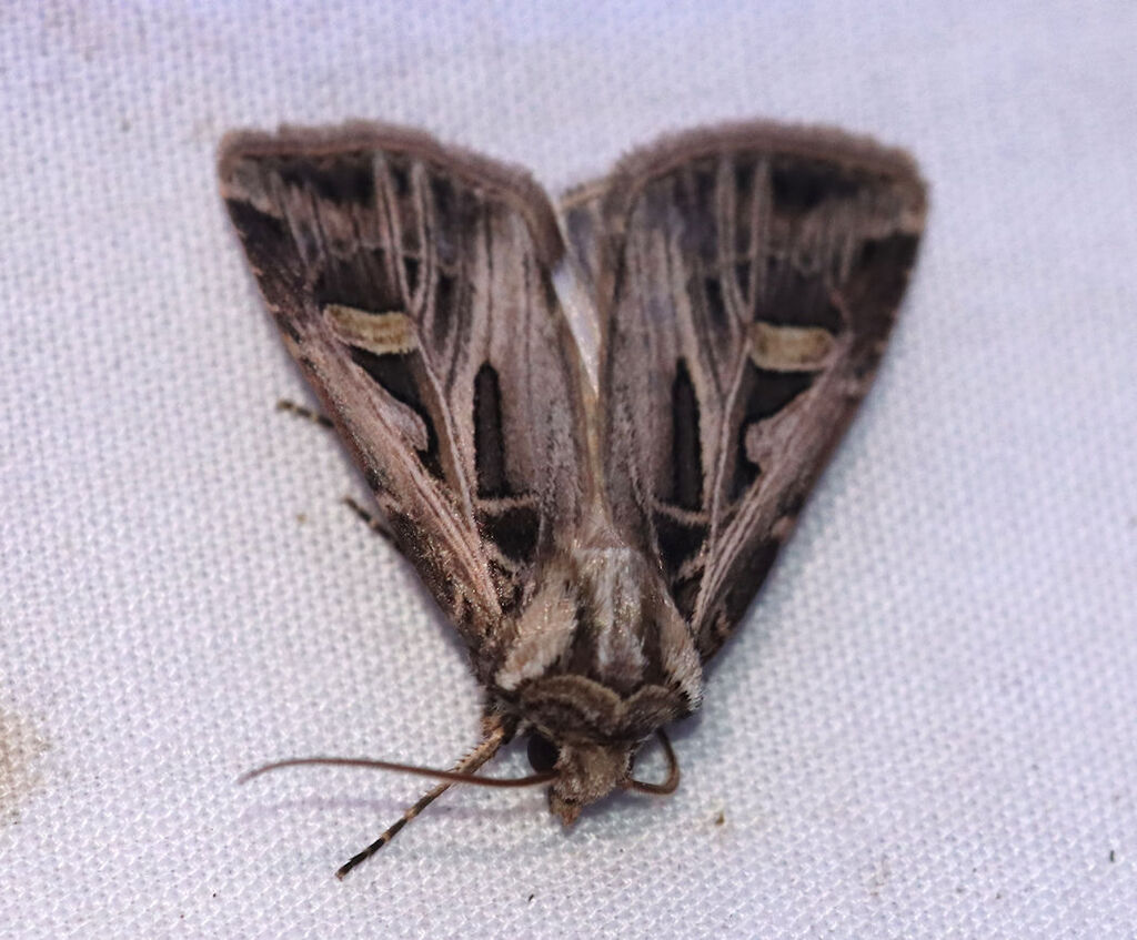 Dingy Cutworm Moth