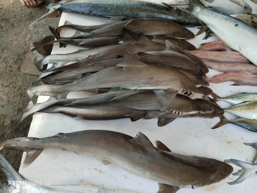 Spadenose shark (Scoliodon laticaudus) — Carcharhinidae